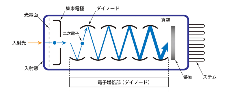 光電子増倍管(Photomultiplier Tube:PMT)のイメージ図