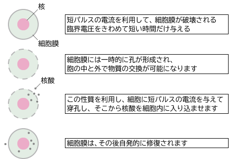 エレクトロポレーション（電気穿孔法）