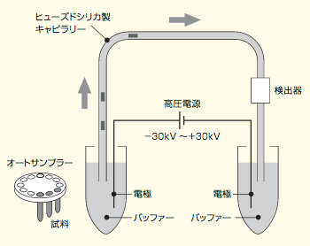 キャピラリー電気泳動の原理の図