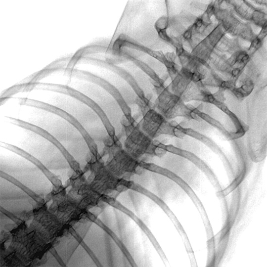 ねずみのX線透過画像